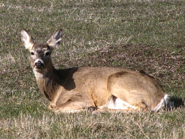 Mule Deer Doe (Odocoileus hemionus) Puts Her Hooves Up