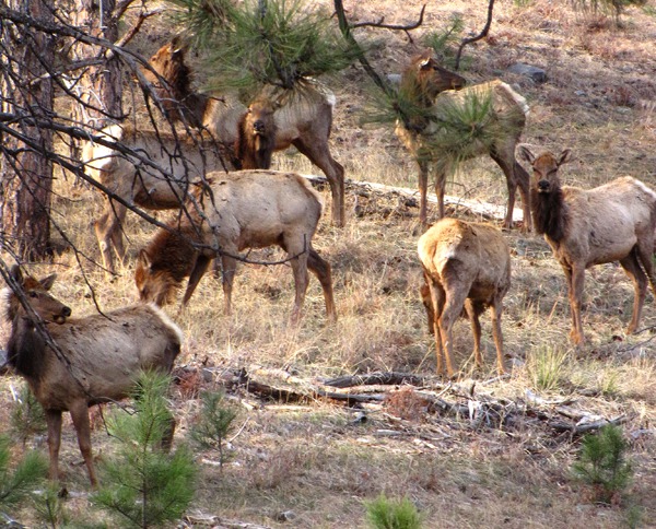 A Hillside Smattering of Elks -- North American Elk (Cervus elaphus) 