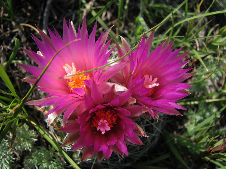 Pincushion Cactus (Coryphantha missouriensis)