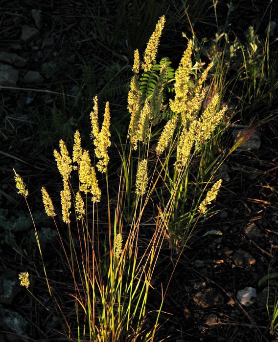  June Grass (Koeleria macrantha) at Sunset