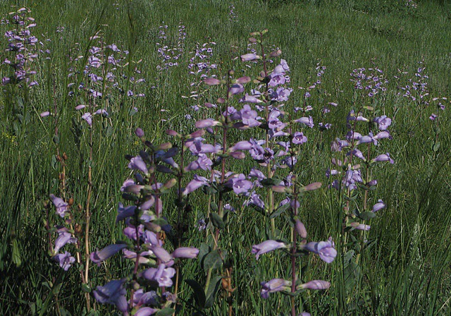 Shell-Leaf Beardtongue (Penstemon grandiflorus)