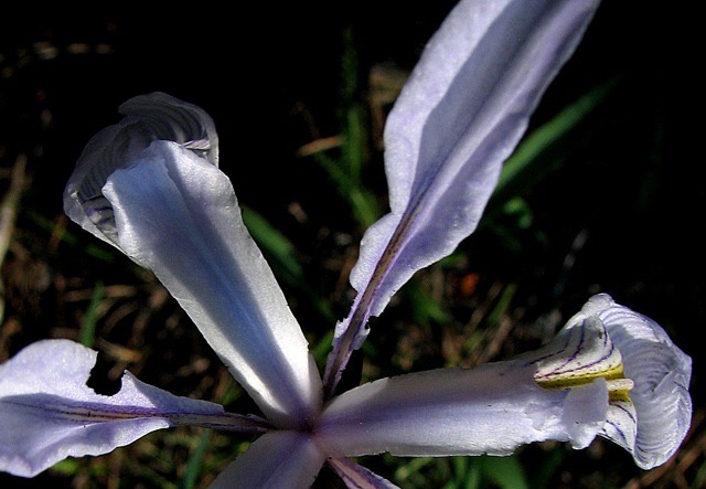 Rocky Mountain Iris Close-up (Iris missouriensis)
