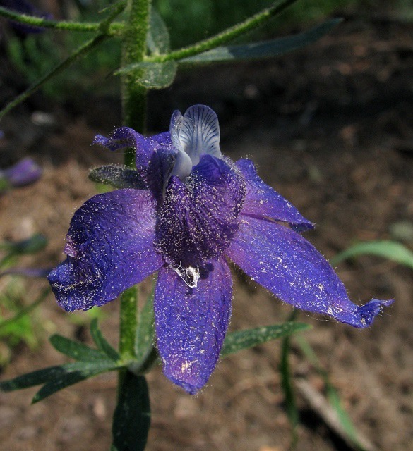 Larkspur (Delphinium bicolor)