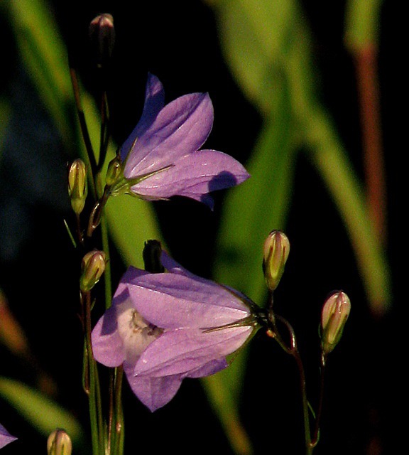 Harebells (Campanula rotundifolia)