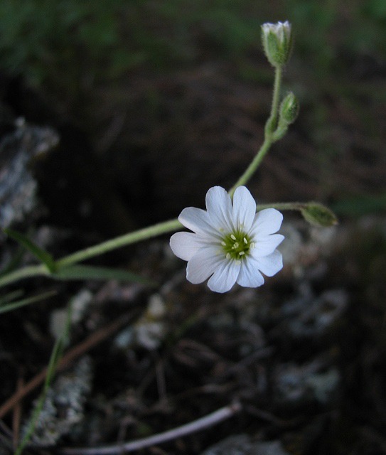 Northern Bedstraw (Galium boreale)