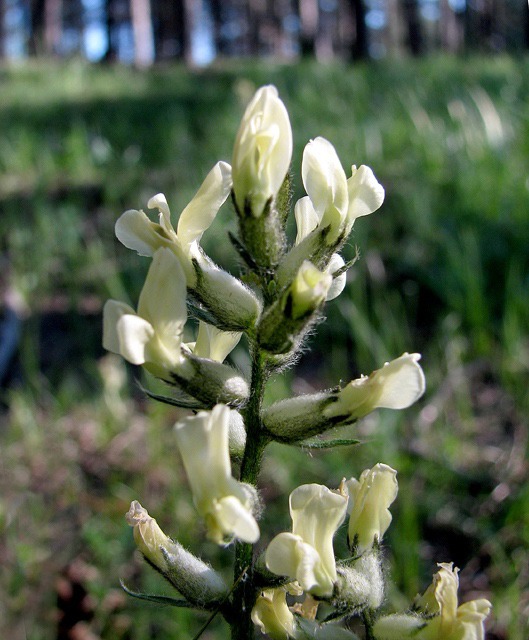  Milkvetch (Astragalus)