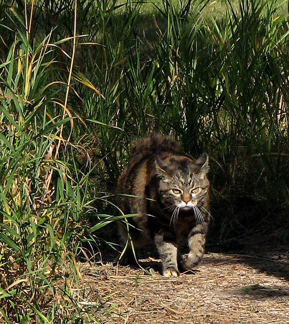 Jungle Cat Headed for the Photographer