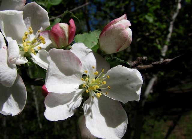 A Geographically Unlikely Apple Blossom