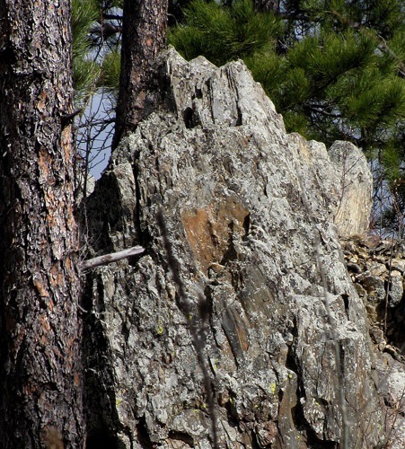 Surrounding Bark and Stone on the Flume National Recreation Trail