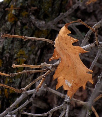 Left-Over Oak Leaf from Last Fall