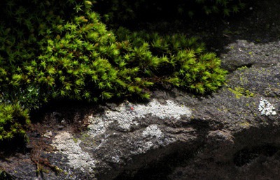 Moss on Lichen Rock
