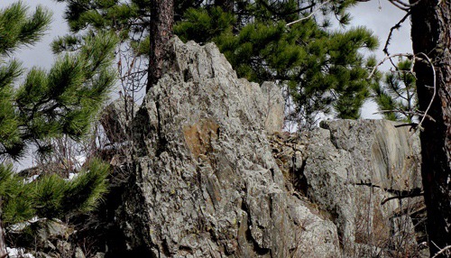 Vertical Outcrop in Trees