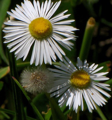 Fleabane (Erigeron), Dandelion (Taraxacum officinale) Seedhead, Field Horsetail (Equisetum arvense)