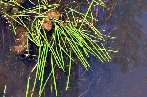 Floating Grass and Reflected Pine