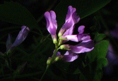 Dappled Sun on Field Milkvetch (Astragalus agrestis)
