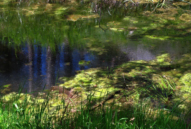 Monet-esque Pond Shot