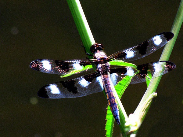 Twelve-spotted Skimmer Dragonfly (Libellula pulchella) 
