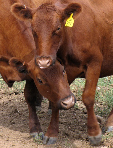 Red Angus Cow Scrum