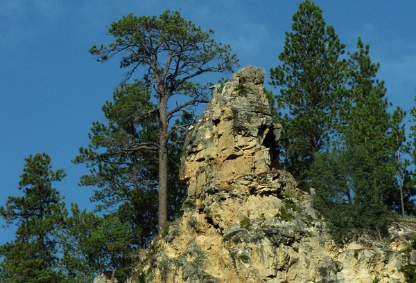 Rocky Limestone Point and Tree