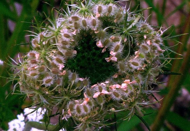 Queen Anne's Lace (Daucus carota) Seedhead Tangle