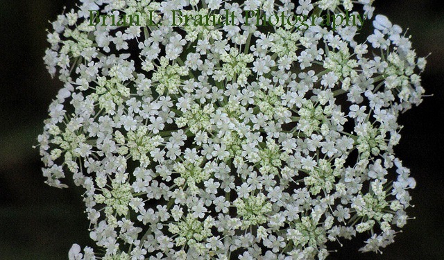 Queen Anne's Lace (Daucus carota) Flower Umbrel