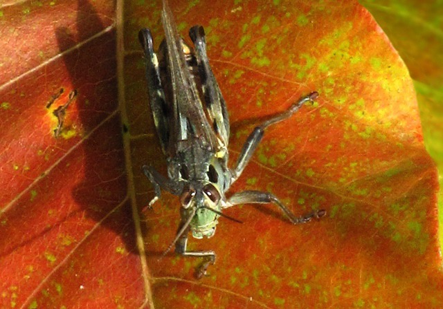 End of Season Grasshopper on Gold Leaf