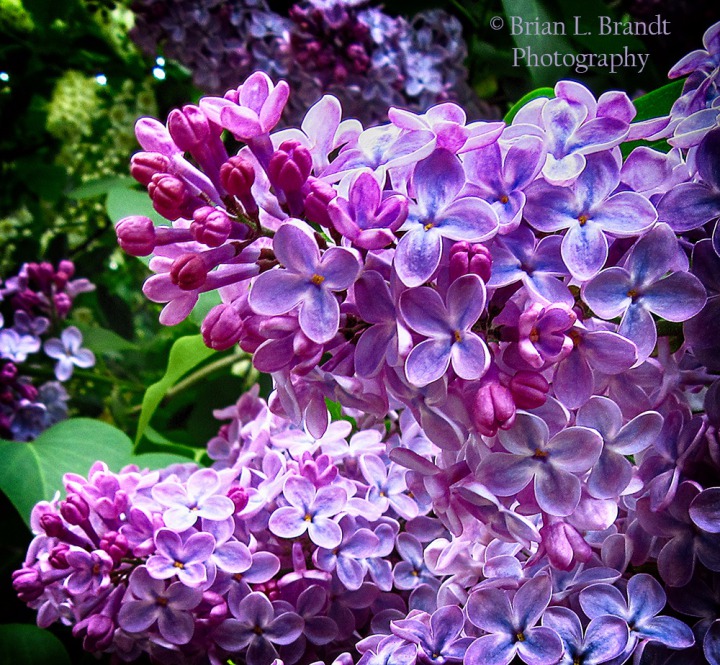 Jack and Jane's Lilacs