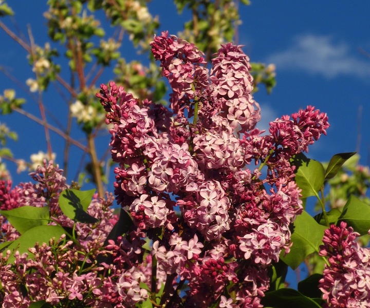 More Lilacs Blooming in Bozeman After Another Snow Shower