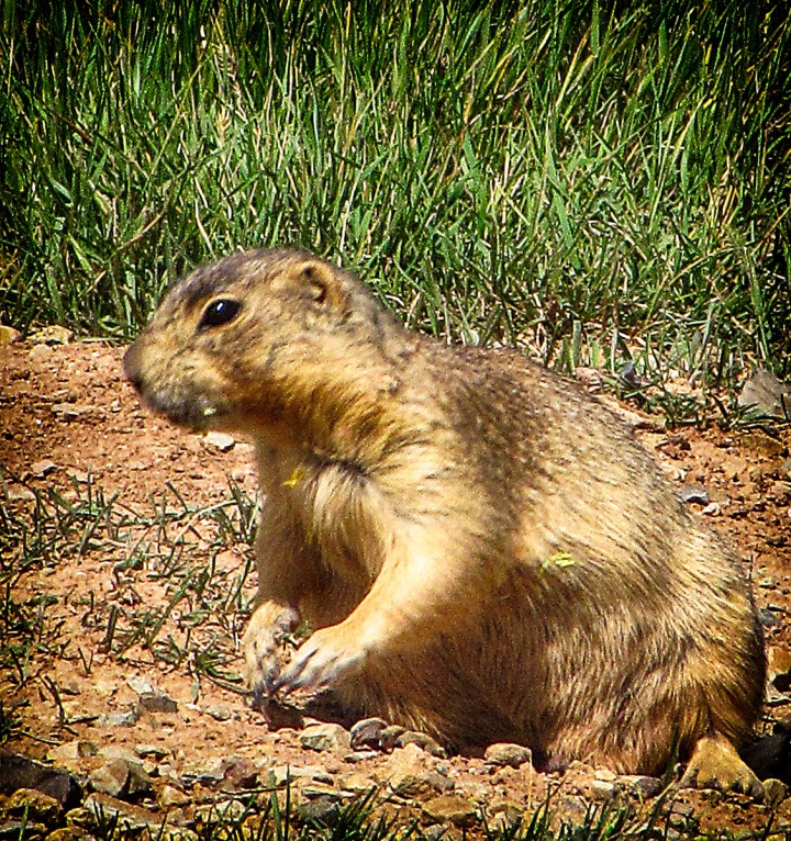 Prairie Dog Near Eagle Nest Lake NM