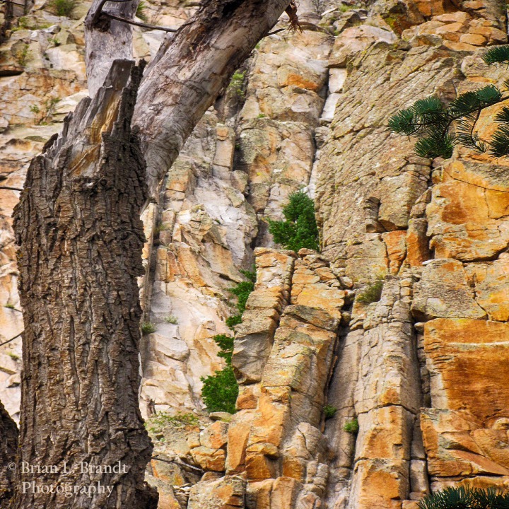 Cimarron Canyon Oak and Yellow Cliffs