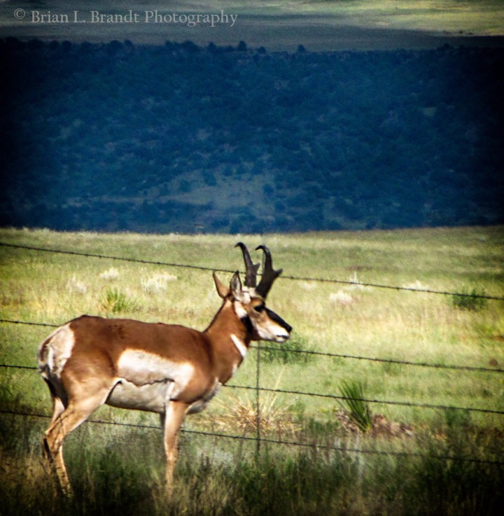 Pronghorn (Antilocapra americana) Contemplates the Plains