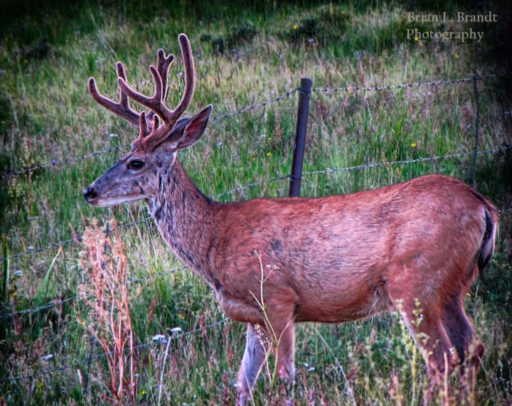 Mule Deer (Odocoileus hemionus) Buck Getting Ready to Jump a Roadside Fence