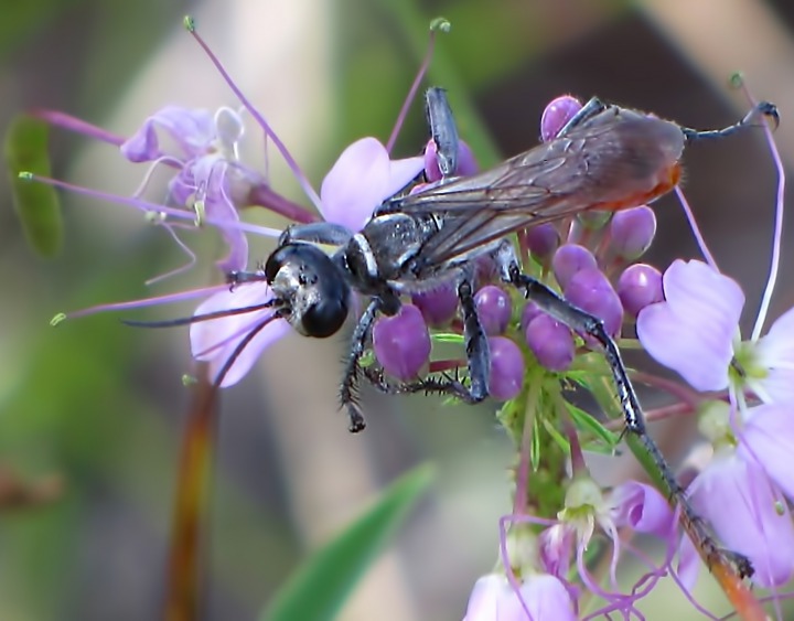 Bug on the Rocky Mountain Bee Plant (Cleome serrulata)
