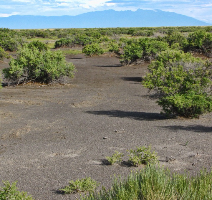 Scrub Land of the San Luis Valley Floor at Russell Lakes State Wildlife Area CO