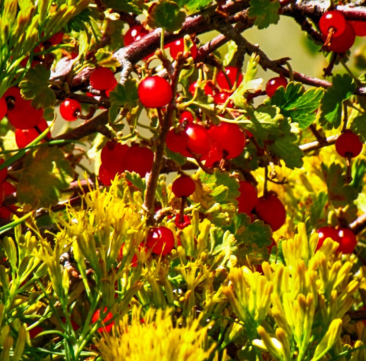 Mountain Currant (Ribes montigenum) and Rabbitbrush (Ericameria nauseosa) 