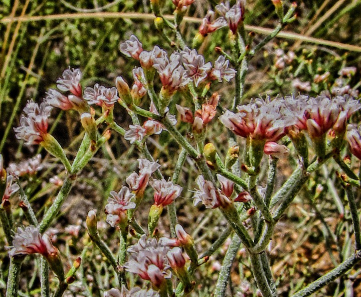 Oregon Snowball Saxifrage (Micranthes oregana)