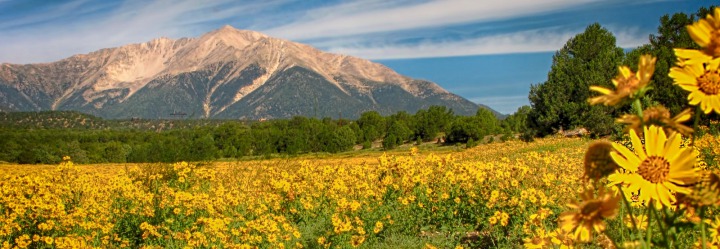Wide View of Collegiate Peaks and Sunflowers