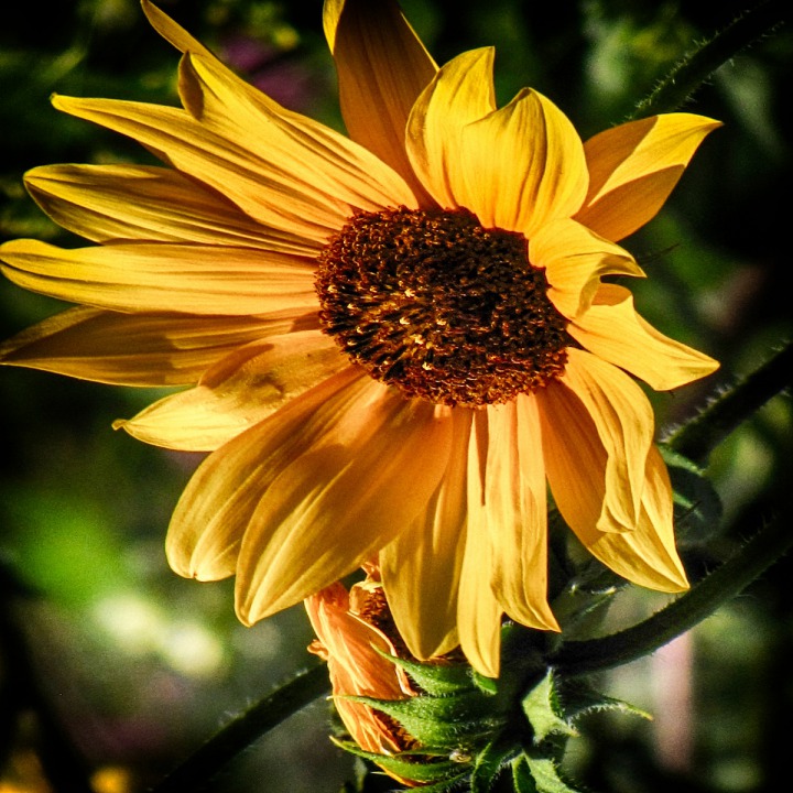 Sunflower Portrait 