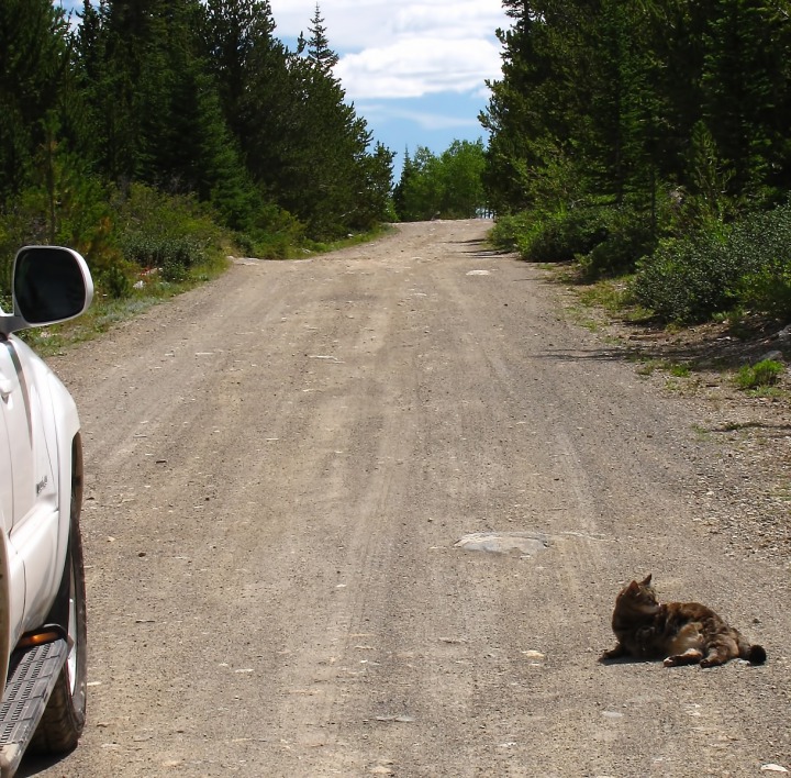Furry Purry Takes a Dust Bath In Road Beside the Lake