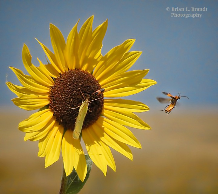 Sunflowers, Sulphur Butterflies, and Soft-Winged Flower Beetles (Anthocomus equestris) Were in Abundance 
