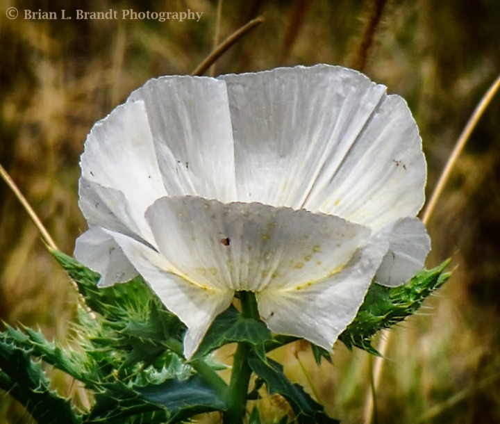 A Prickly Poppy (Argemone mexicana)  Lights Up the Prairie with White