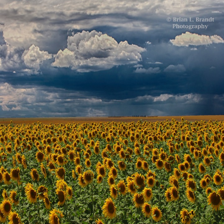 Sunflowers For Mile Under a Storm