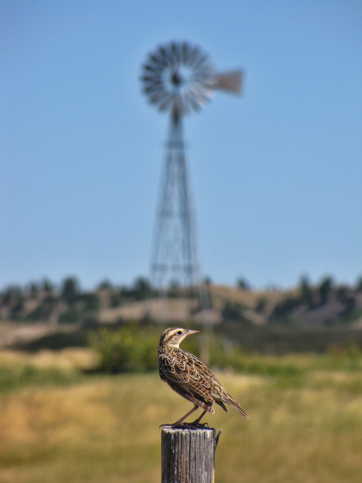 Western Meadowlark (Sturnella neglecta) and a Windmill