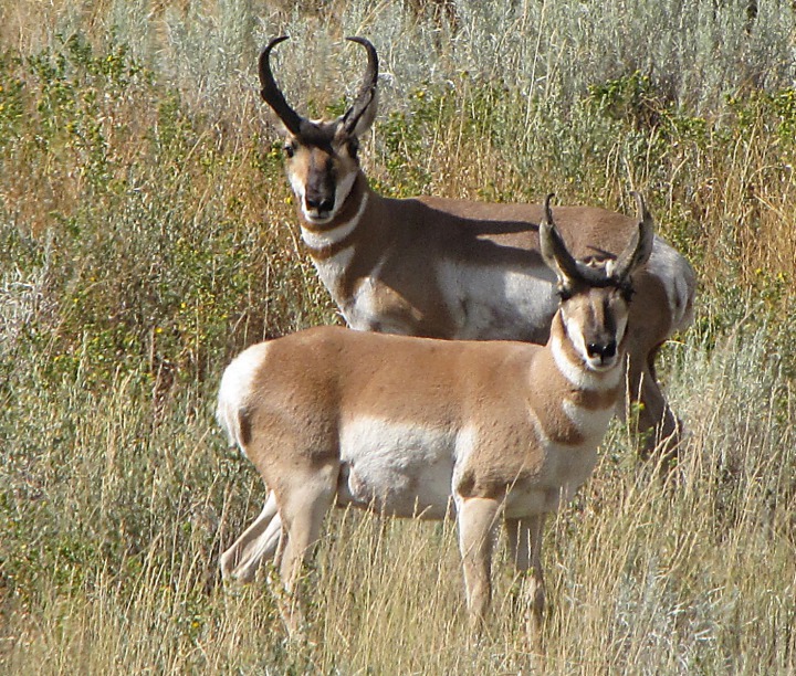 Two Lonesome Prairie Pronghorn (Antilocapra americana) Bucks