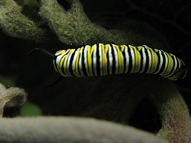 Milkweed and Monarch Butterflies