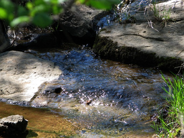 The Ultimate Woodland Garden -- Black Hills National Forest Spring Flowers