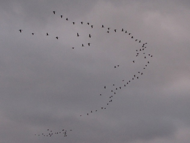 Rowe Sanctuary and Cranes