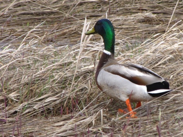 Lake Ilo National Wildlife Refuge, ND