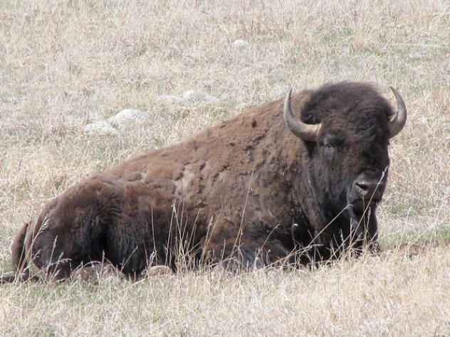 Spring Springs -- April In Custer State Park, SD