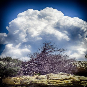 Hot Afternoon Cumulus Blowup Over Brush